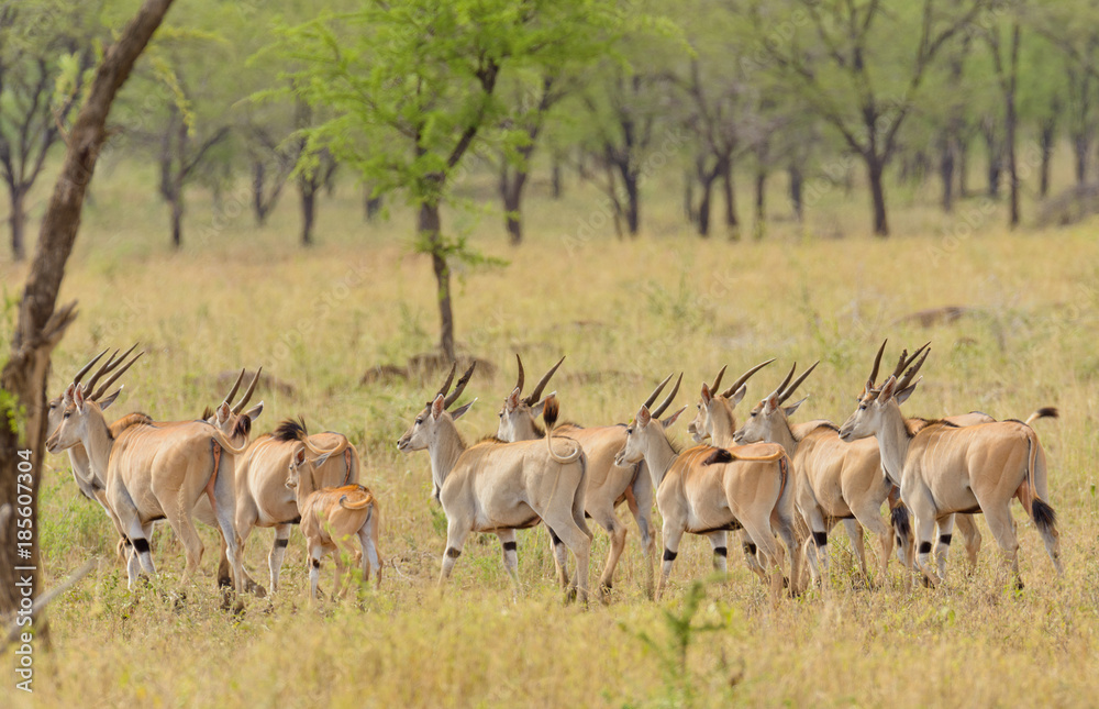 group of Eland (scientific name: Taurotragus oryx or group of Eland (scientific name: Taurotragus oryx or