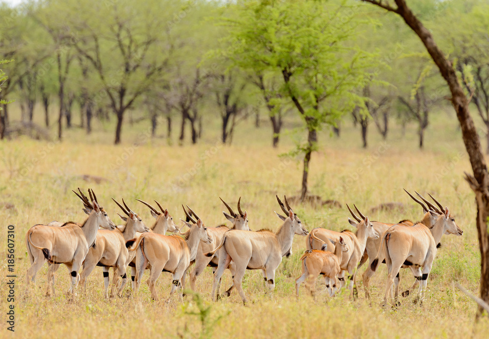 herd of Eland (scientific name: Taurotragus oryx or herd of Eland (scientific name: Taurotragus oryx or