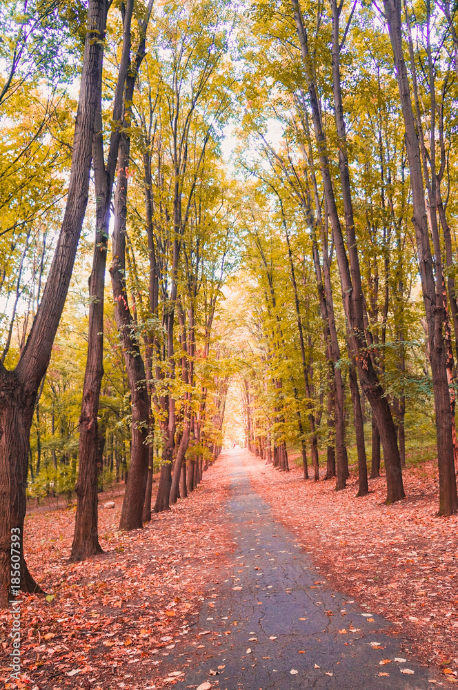 Fototapeta premium Autumn road in the Park. Autumn landscape with trees.