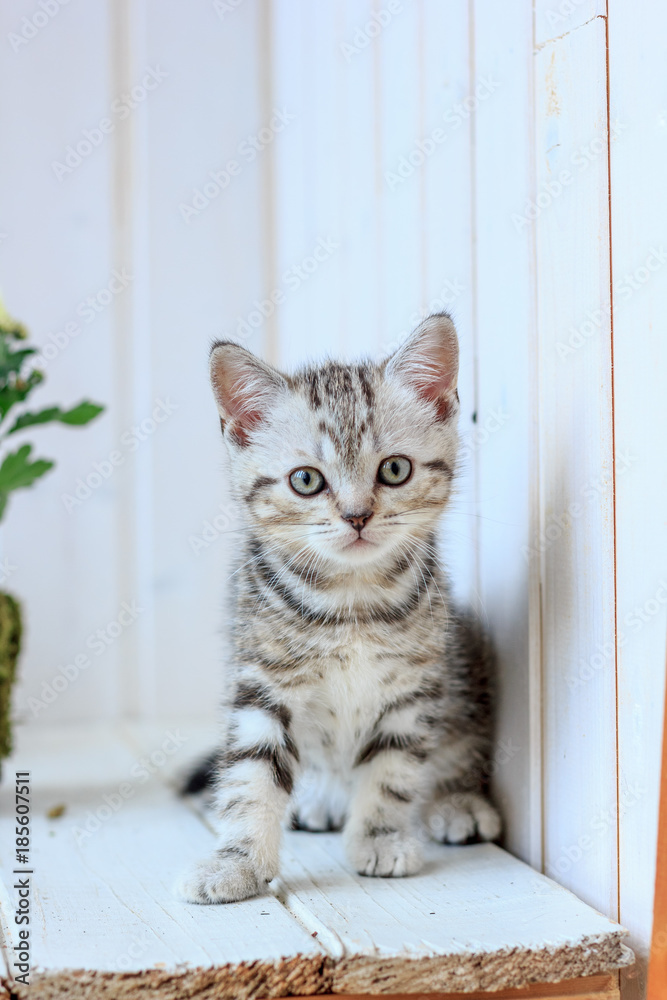 Portrait of little grey kitten on wooden floor