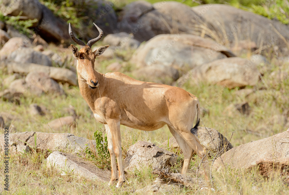 Closeup of Coke's Hartebeest (scientific name: Connochaetes taurinus or Closeup of Coke's Hartebeest (scientific name: Connochaetes taurinus or