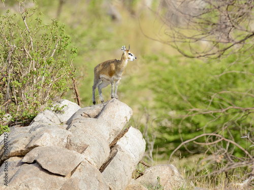 Klipspringer (scientific name: Oreotragus oreotragus , or 