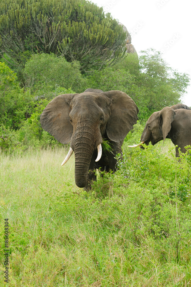 Obraz premium Closeup of African Elephant (scientific name: Loxodonta africana, or 