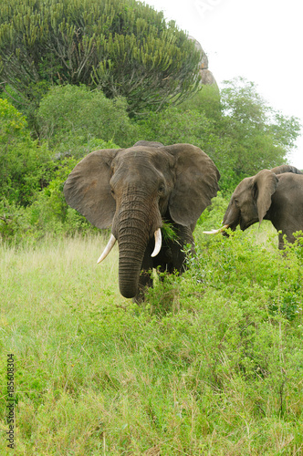 Closeup of African Elephant (scientific name: Loxodonta africana, or "Tembo" in Swaheli) image taken on Safari  in the Serengeti National park, Tanzania