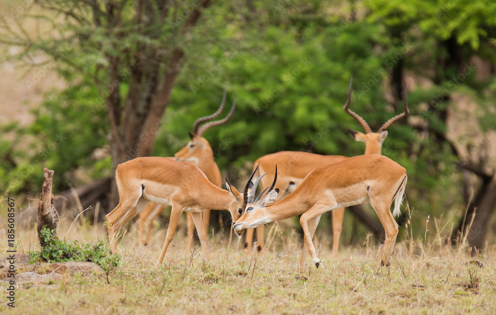 Young Male Impala sparring (scientific name: Aepyceros melampus, or 