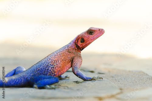 Closeup of Agama lizard (scientific name: Agama agama or "Mjusi kafiri" in Swaheli) image taken in the Serengeti National park , Tanzania