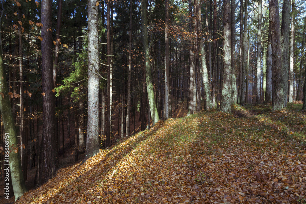 Obraz premium Wald in Kärnten