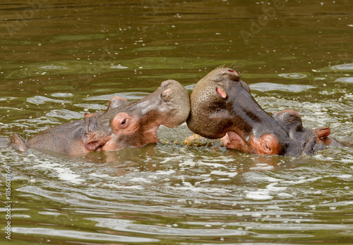 Closeup of Hippopotamus (scientific name: Hippopotamus amphibius, or "Kiboko" in Swaheli) in the Serengeti National park, Tanzania