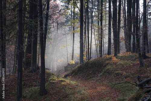 Wald in K  rnten