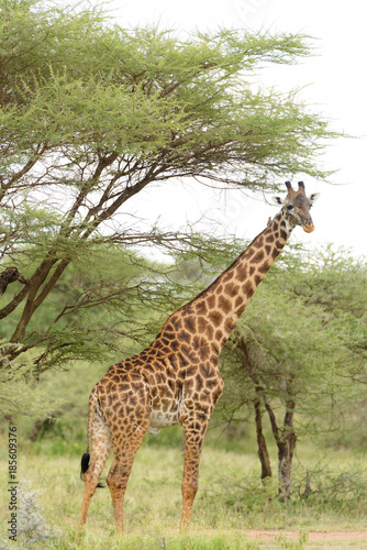 Closeup of Masai Giraffe  scientific name  Giraffa camelopardalis tippelskirchi or  Twiga  in Swaheli  n the Serengeti National park Tanzania
