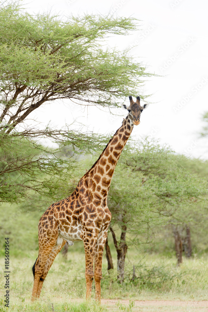 Closeup of Masai Giraffe (scientific name: Giraffa camelopardalis tippelskirchi or Closeup of Masai Giraffe (scientific name: Giraffa camelopardalis tippelskirchi or