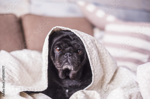 pug dog is having fun playing under the blanket. Lying on a brown couch, you look with tender eyes wrapped in a white blanket. © simona