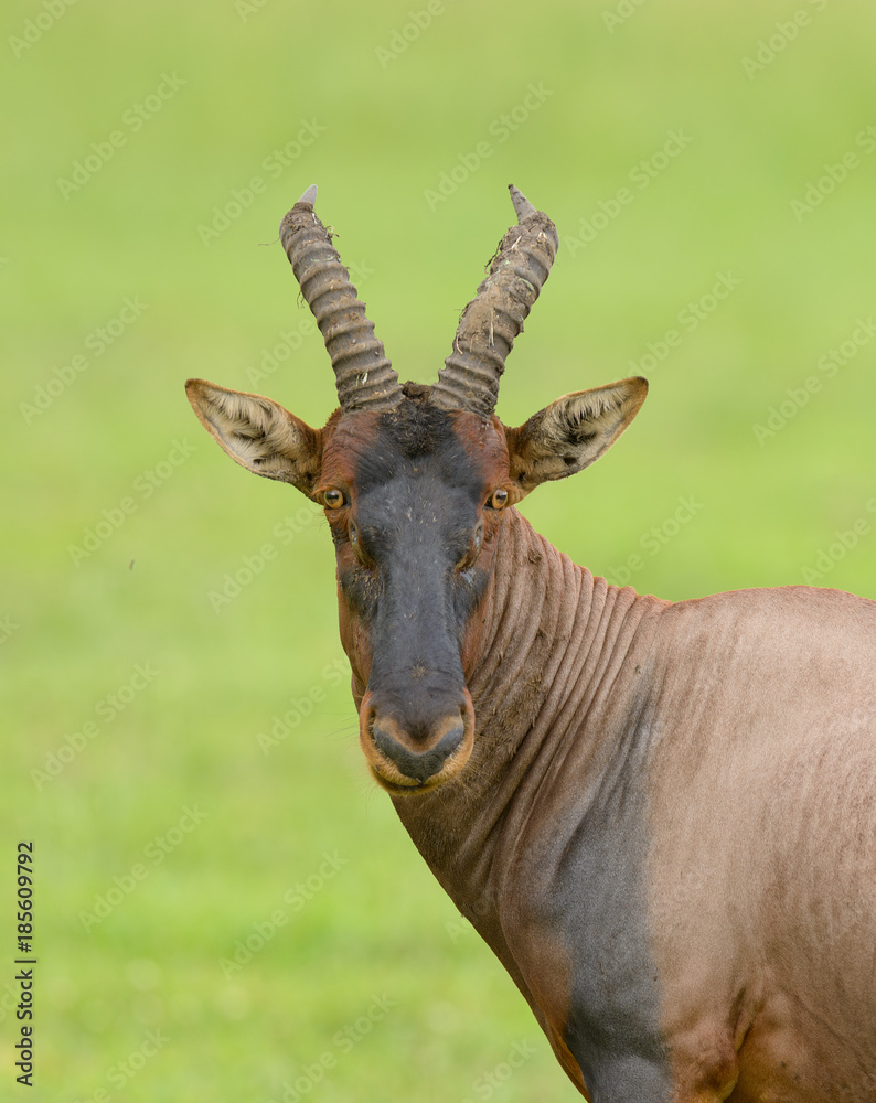 Topi (scientific name: Damaliscus lunatus jimela or Topi (scientific name: Damaliscus lunatus jimela or