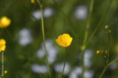 Butterblume im Feld