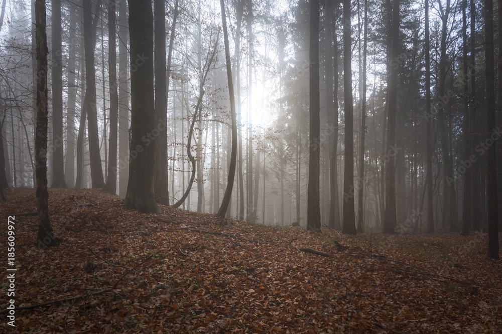 Fototapeta premium Wald in Kärnten