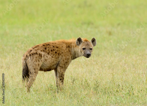 Closeup of Spotted Hyena (scientific name: cCrocuta crocuta, or "Fisi madoa" in Swaheli) in the Serengeti National park, Tanzania