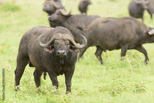 Closeup of Buffalo (Syncerus caffer) in the Serengeti National park, Tanzania
