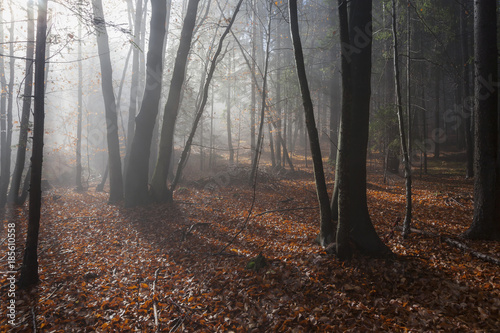 Wald in Kärnten