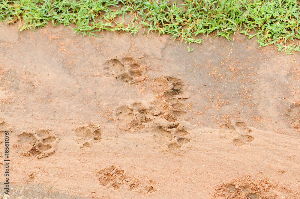Fototapeta premium African Lion Tracks in the mud