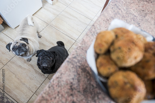 Photography two pug dogs are waiting in the kitchen to eat something good that has been prepared