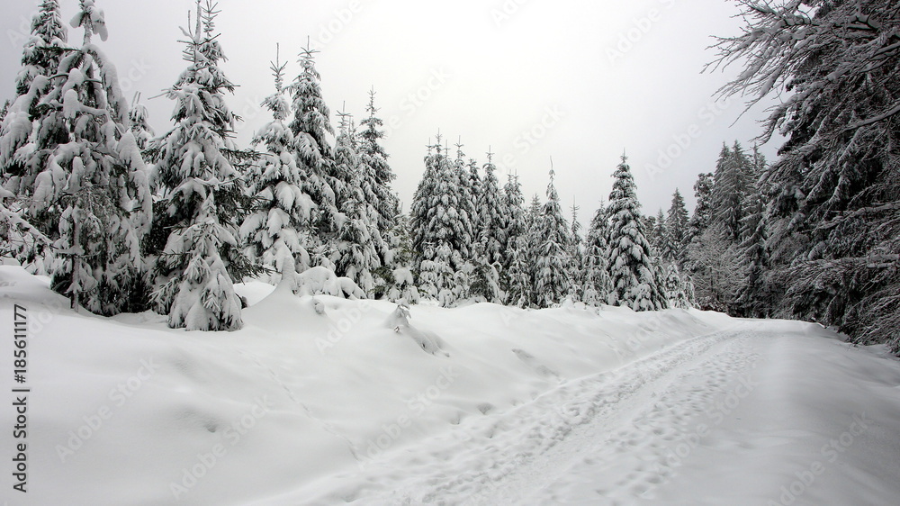 Naklejka premium einsamer Weg durch verschneiten Winterwald im Schwarzwald
