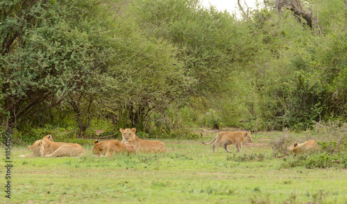 Lion pride resting (scientific name: Panthera leo, or "Simba" in Swaheli) in the Serengeti National park, Tanzania © Jeffrey Banke