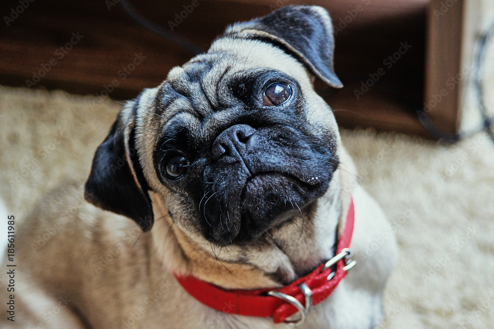 Portrait of a young pug breed dog.