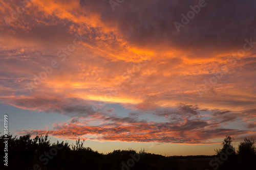 Twilight sky with tree silhouettes photo