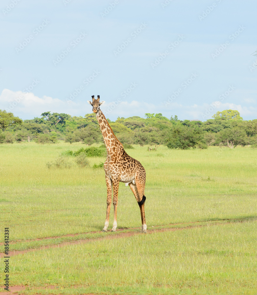 Obraz premium Male Masai Giraffe (scientific name: Giraffa camelopardalis tippelskirchi or 