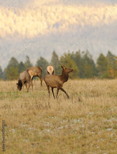 Herd of female Elk cows  Cervus Canadensis  in farmland in Washington