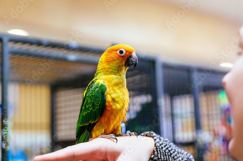 Parrot scratching his beak with his Claws photo