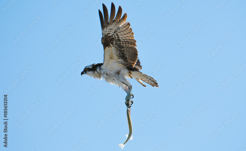 Fototapeta premium Osprey carrying a needle fish