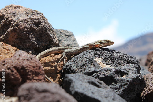 salamander on rocks madeira