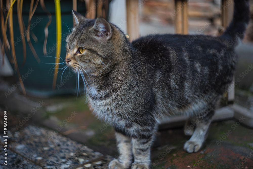 Obraz premium Homeless cat outdoor