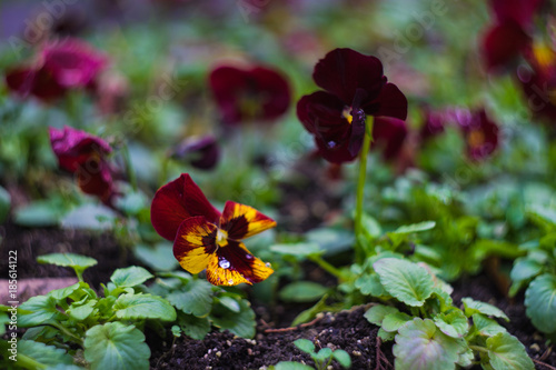 Tricolor violas in garden