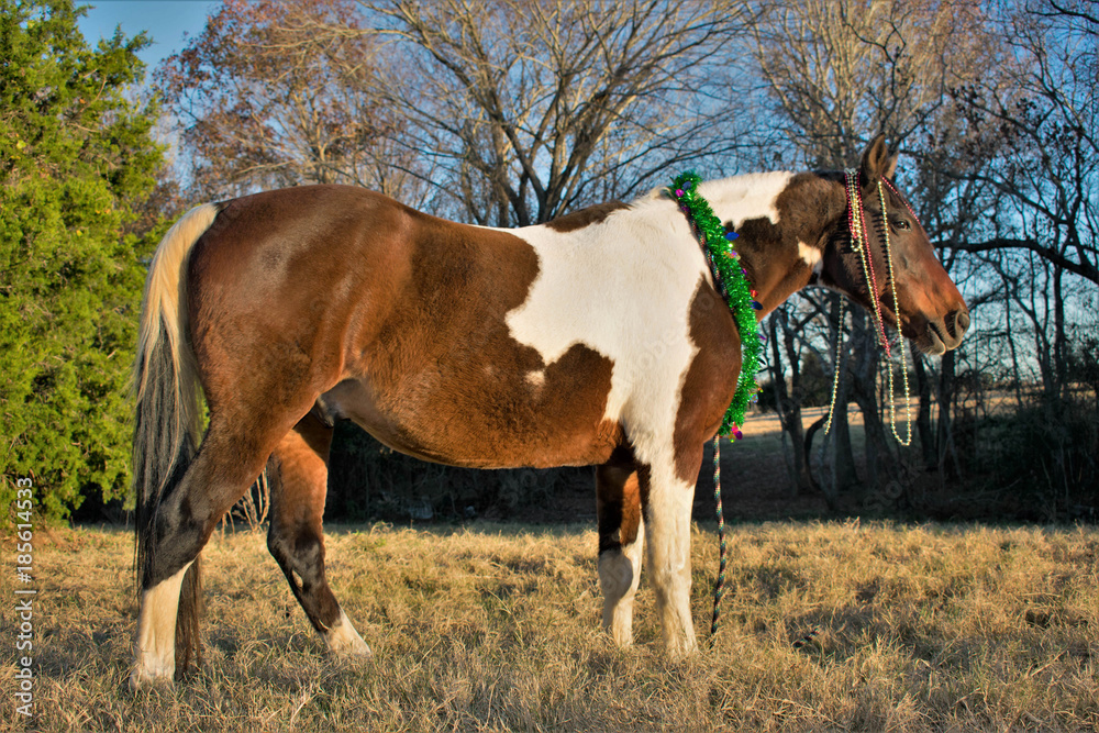 Christmas Portrait of a horse
