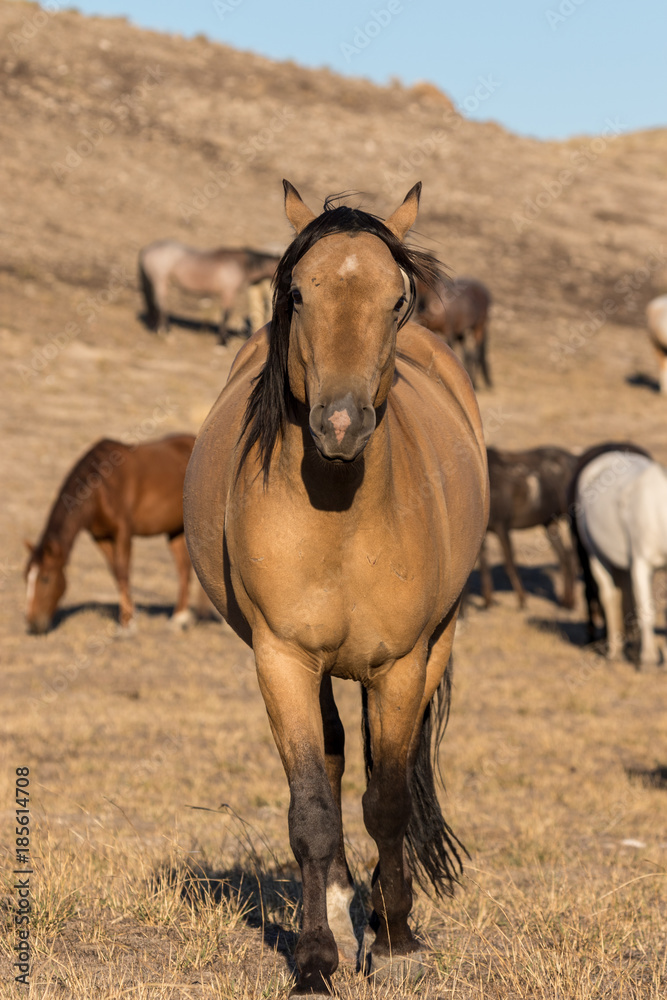 Wild Horse Stallion in the Utah Desert Wild Horse Stallion in the Utah Desert