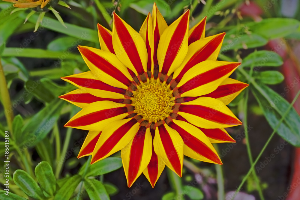 Gazania flower close-up. Gazania is a genus of flowering plants in the family Asteraceae, native to Southern Africa
On the photo is Gazania rigens (Gazania splendens hort) Gazania flower close-up. Gazania is a genus of flowering plants in the family Asteraceae, native to Southern Africa
On the photo is Gazania rigens (Gazania splendens hort)