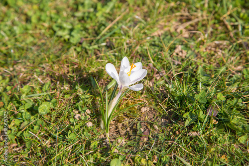 Fototapeta Naklejka Na Ścianę i Meble -  prächtige farbenfrohe Frühlingsboten: Krokusse