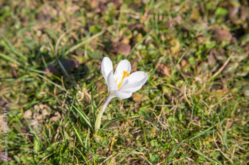 Fototapeta Naklejka Na Ścianę i Meble -  prächtige farbenfrohe Frühlingsboten: Krokusse