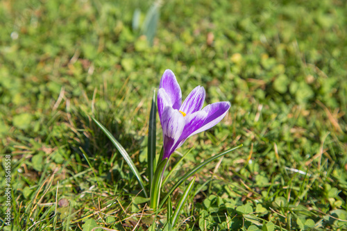 Fototapeta Naklejka Na Ścianę i Meble -  prächtige farbenfrohe Frühlingsboten: Krokusse