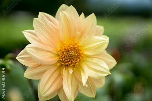 Fototapeta Naklejka Na Ścianę i Meble -  Dahlia flower in white and yellow color - closeup with blurred background