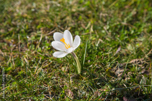 Fototapeta Naklejka Na Ścianę i Meble -  prächtige farbenfrohe Frühlingsboten: Krokusse