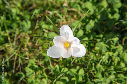 Fototapeta Naklejka Na Ścianę i Meble -  prächtige farbenfrohe Frühlingsboten: Krokusse