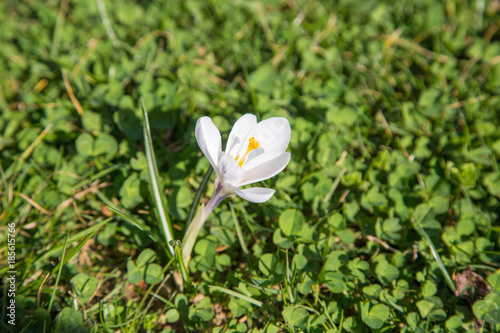 Fototapeta Naklejka Na Ścianę i Meble -  prächtige farbenfrohe Frühlingsboten: Krokusse