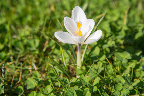 Fototapeta Naklejka Na Ścianę i Meble -  prächtige farbenfrohe Frühlingsboten: Krokusse