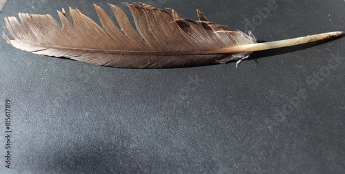 Brown  duck feather on a isolated black background photo