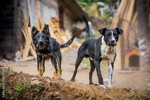 Slika na platnu Two angry guard dogs