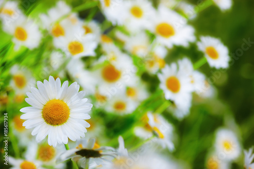 Chamomile among flowers