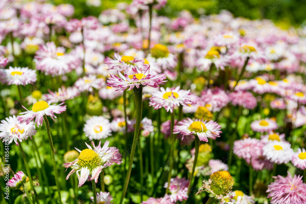 beautiful  flowers in the garden